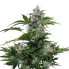 Сувенир White Dwarf Auto Buddha Seeds 1шт