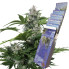 Сувенир White Dwarf Auto Buddha Seeds 1шт