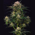 Сувенир Auto Cookie Buddha Seeds 1шт
