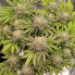 Gorila Buddha Seeds 1шт