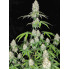 Magnum Auto Buddha Seeds 1шт
