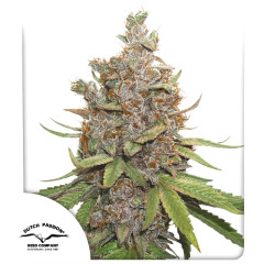 Сувенір Auto Glueberry O.G.® Dutch Passion 7шт  (original pack)