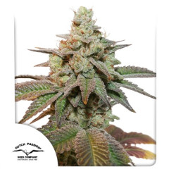 Сувенір Auto Kerosene Krash® Dutch Passion 7шт (original pack)