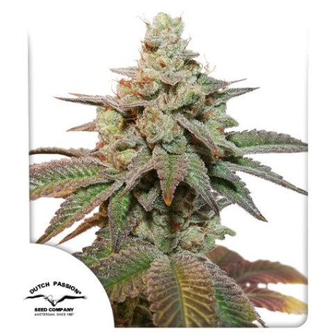 Сувенір Auto Kerosene Krash® Dutch Passion 7шт (original pack)