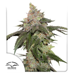 Сувенір Kerosene Krash® Dutch Passion 10шт (original pack)