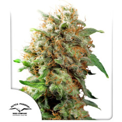 Сувенір Mazar®  Dutch Passion 5шт (original pack)