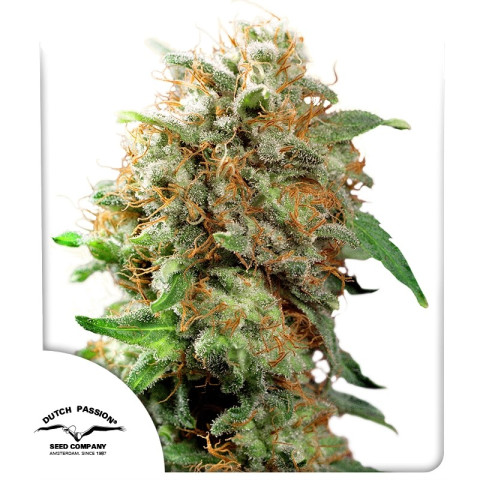 Сувенір Mazar®  Dutch Passion 5шт (original pack)