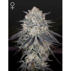 Fullgas! Green House Seeds