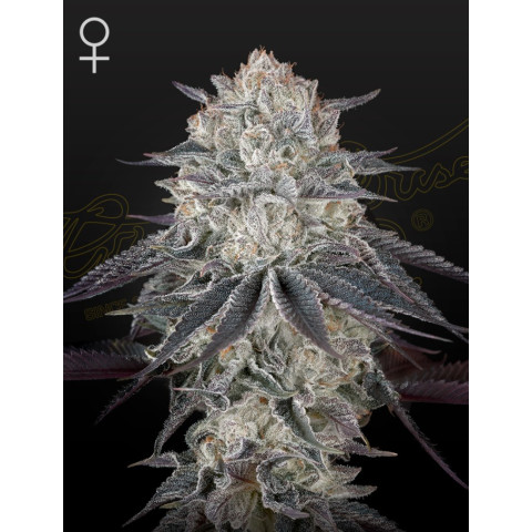 Fullgas! Green House Seeds
