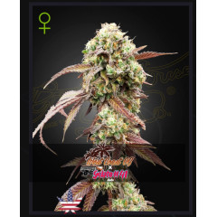West Coast OG x Gelato Auto 41 Green House Seeds 1шт (фасовка) 