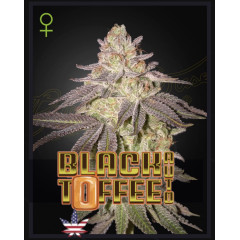Black Toffee Auto Green House Seeds 1шт (фасовка) 