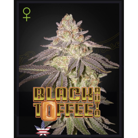 Black Toffee Auto Green House Seeds 1шт (фасовка) 