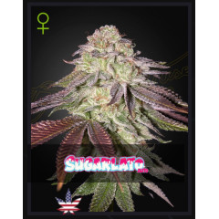 Sugarlato Auto Green House Seeds 1шт (фасовка) 