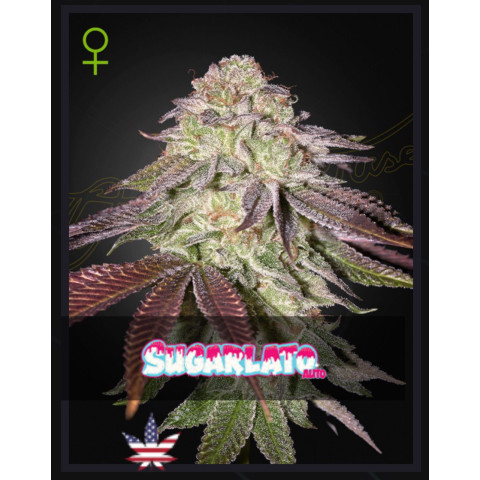 Sugarlato Auto Green House Seeds 1шт (фасовка) 