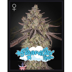 Skywalker Auto Green House Seeds  (фасовка)