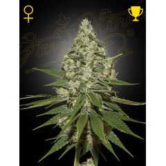 Super Lemon Haze Green House Seeds