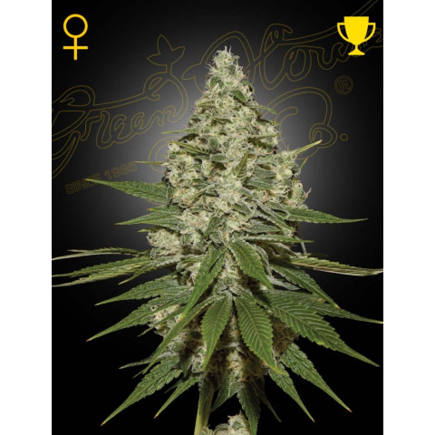 Super Lemon Haze Green House Seeds