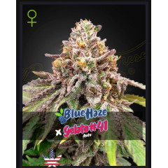 Blue Haze x Gelato 41 Auto Green House Seeds (фасовка)