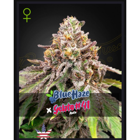 Blue Haze x Gelato 41 Auto Green House Seeds (фасовка)