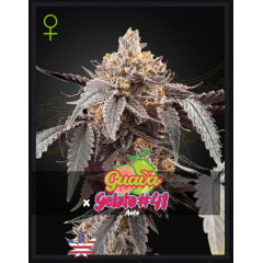 Guava x Gelato 41 Auto Green House Seeds (фасовка)