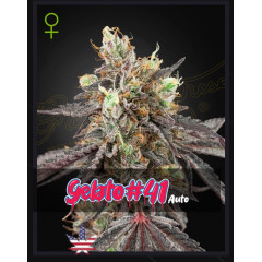 Gelato 41 Auto Green House Seeds (фасовка)