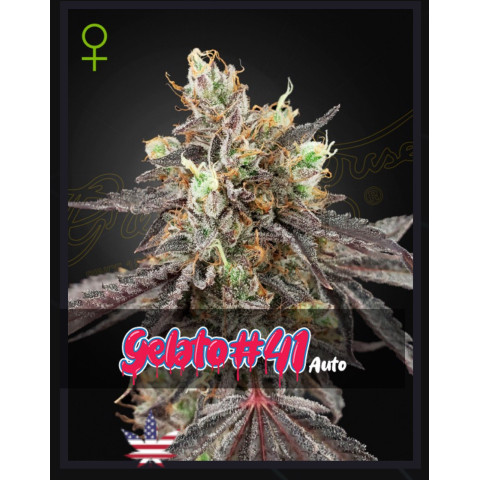 Gelato 41 Auto Green House Seeds (фасовка)