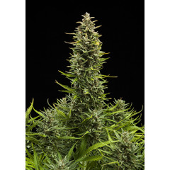 Сувенір Auto Somango Spanish Seeds 1шт