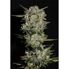 Auto Super Bud Spanish Seeds 1шт Auto Super Bud Spanish Seeds 1шт