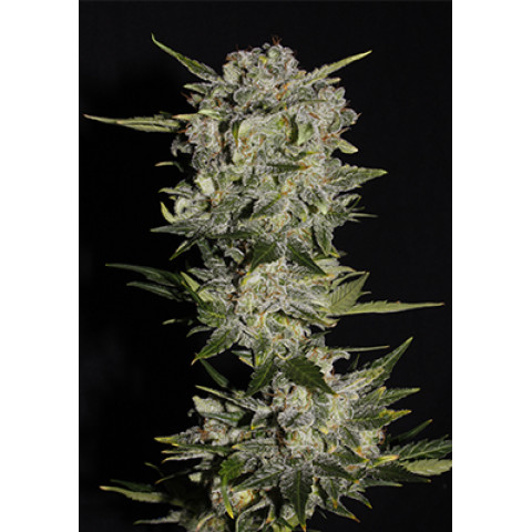 Auto Super Bud Spanish Seeds 1шт Auto Super Bud Spanish Seeds 1шт