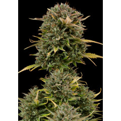 Auto Ak Spanish Seeds