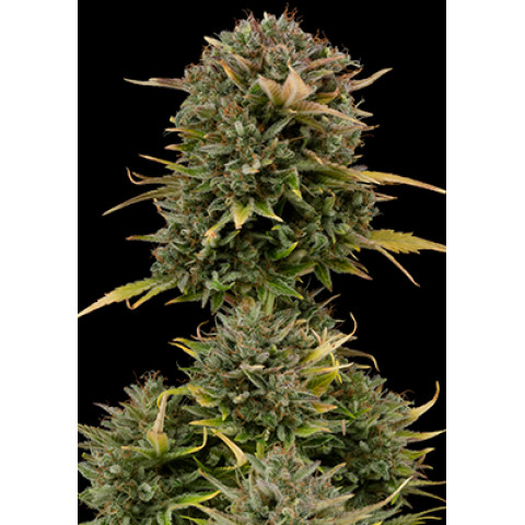 Auto Ak Spanish Seeds