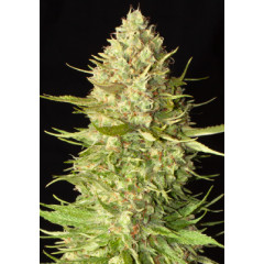 Auto Amnesia Spanish Seeds