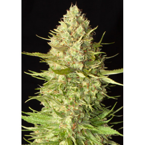 Auto Amnesia Spanish Seeds