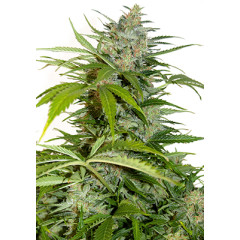 Auto Northern Lights Spanish Seeds