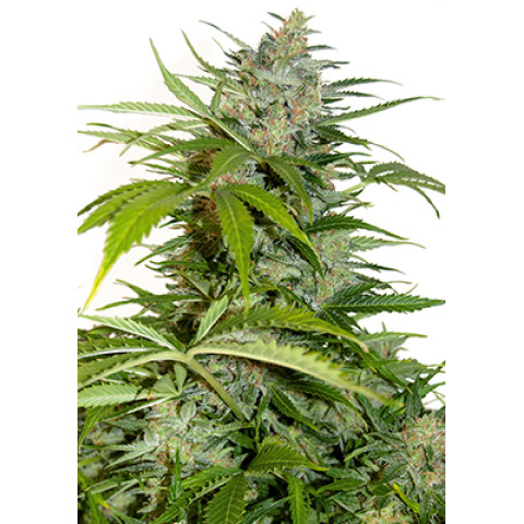 Auto Northern Lights Spanish Seeds