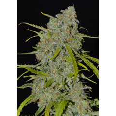 Auto Jack Herer Spanish Seeds