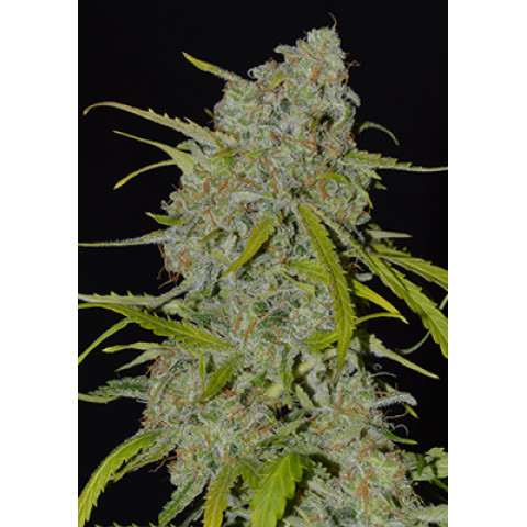 Auto Jack Herer Spanish Seeds