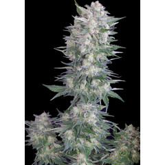 Black Domina x Critical Spanish Seeds 1шт Black Domina x Critical Spanish Seeds 1шт