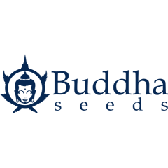 Magnum Auto Buddha Seeds 1шт