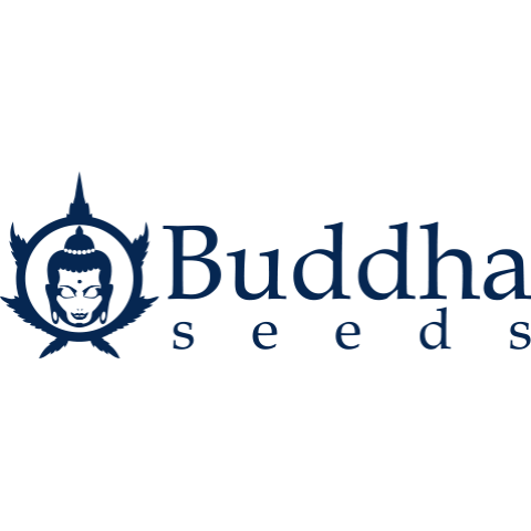 Magnum Auto Buddha Seeds 1шт Magnum Auto Buddha Seeds 1шт