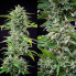 Auto Gorila Buddha Seeds 1шт