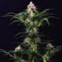 Auto Gorila Buddha Seeds 1шт