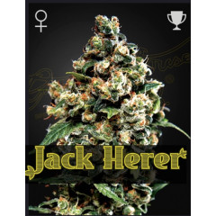 Jack Herer Green House Seeds 1шт (блістер)  