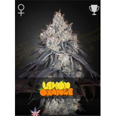 Lemon Orange Green House Seeds 1шт (блистер)