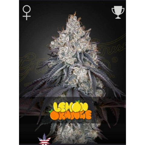Lemon Orange Green House Seeds 1шт (блистер)