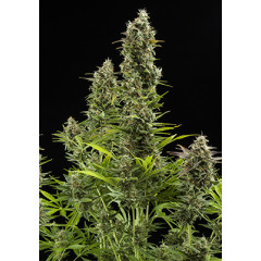 Auto New York Diesel Spanish Seeds