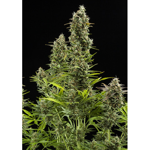 Auto New York Diesel Spanish Seeds Auto New York Diesel Spanish Seeds