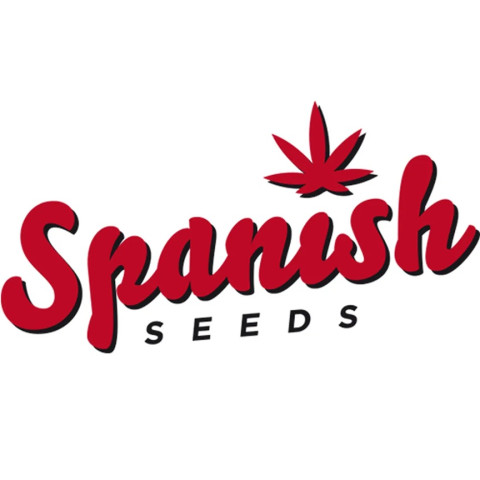 Auto Critical x Auto Somango Spanish Seeds Auto Critical x Auto Somango Spanish Seeds