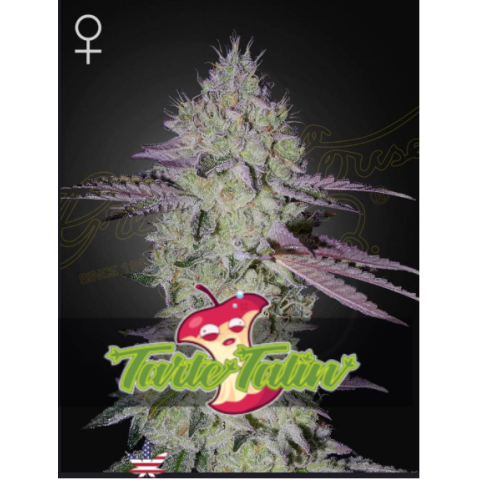 Tarte Tatin Green House Seeds 1шт (фасовка) 