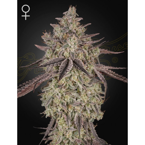 Skywalker Auto Green House Seeds  (блістер)
